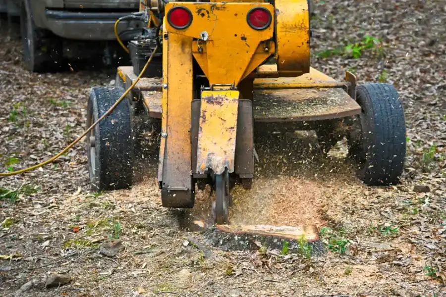 How Stump Grinding Improves Safety Around Your Property in Coachella CA How Stump Grinding Improves Safety Around Your Property in Coachella CA