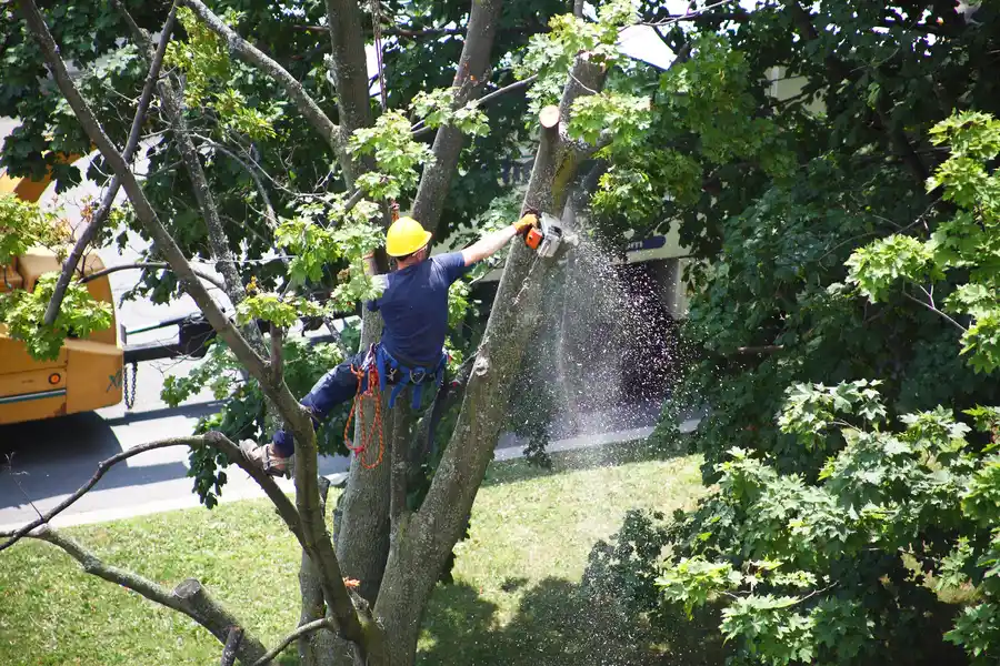How Tree Removal Prevents Property Damage From Falling Trees in Coachella CA How Tree Removal Prevents Property Damage From Falling Trees in Coachella CA