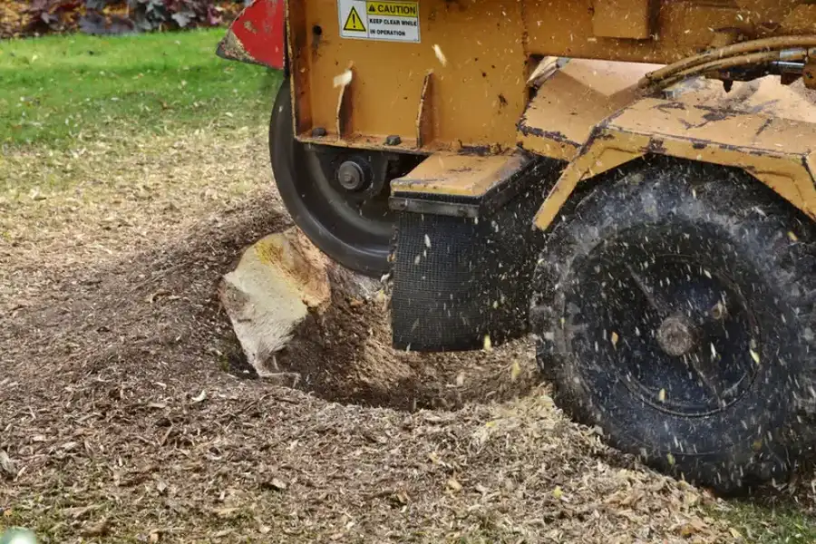 When To Schedule Stump Grinding For Maximum Yard Health in Coachella CA When To Schedule Stump Grinding For Maximum Yard Health in Coachella CA